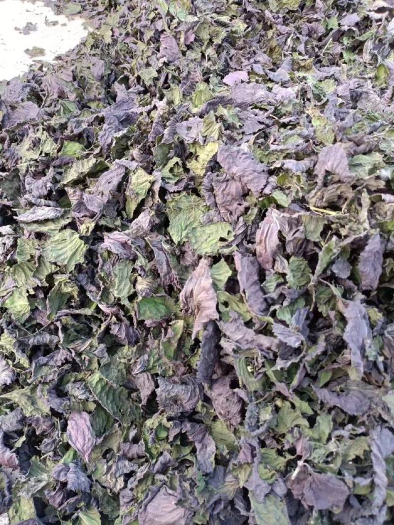 紫苏叶单面，大量供应全国市场，对接批发药材市场电商药店