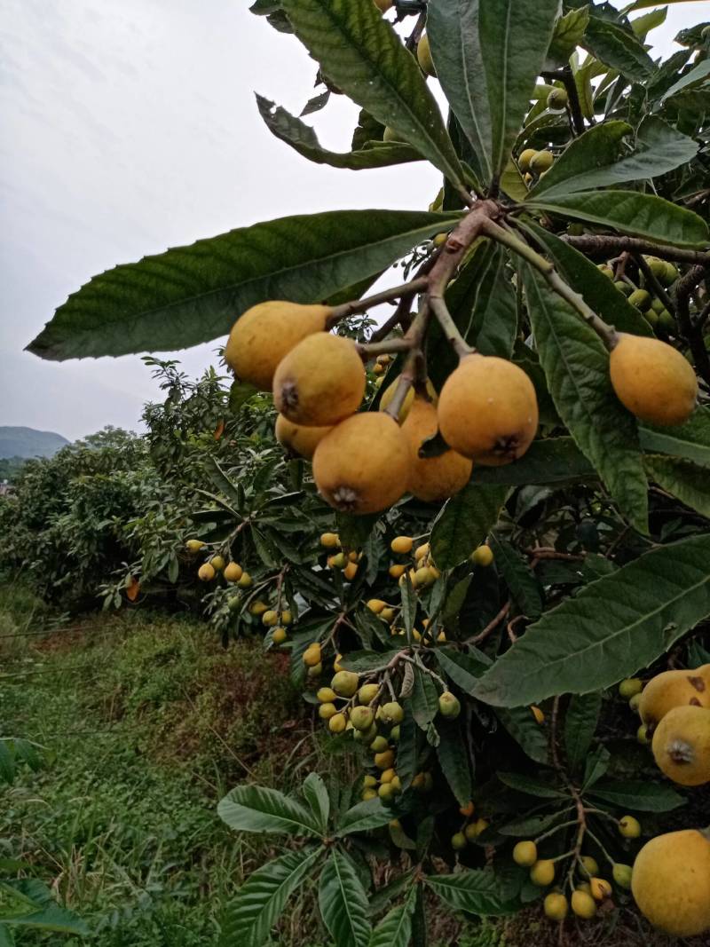 枇杷果：湖南衡阳老家有一百多颗枇杷树，还要一个月左右成熟