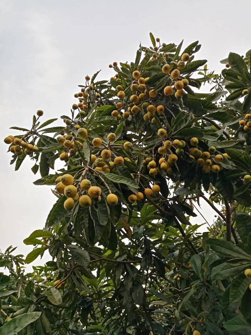 枇杷果：湖南衡阳老家有一百多颗枇杷树，还要一个月左右成熟