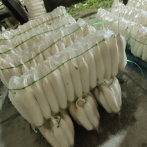 【精品白萝卜】湖北沙洋，产地发货，质量保证，价格合理。
