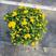 球菊（前头菊）带花带花苞鲜活绿植净化新鲜空气园林园艺盆栽