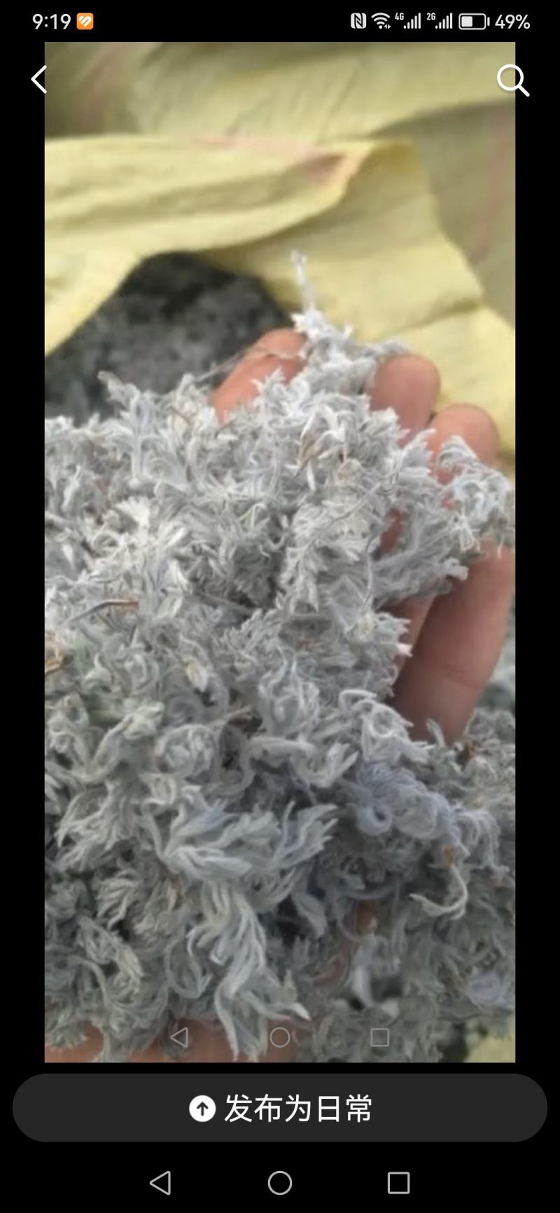 野生蒲公英，茵陈千货