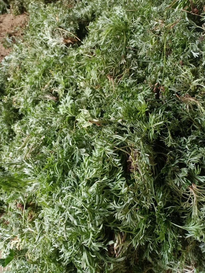 野生蒲公英，茵陈千货