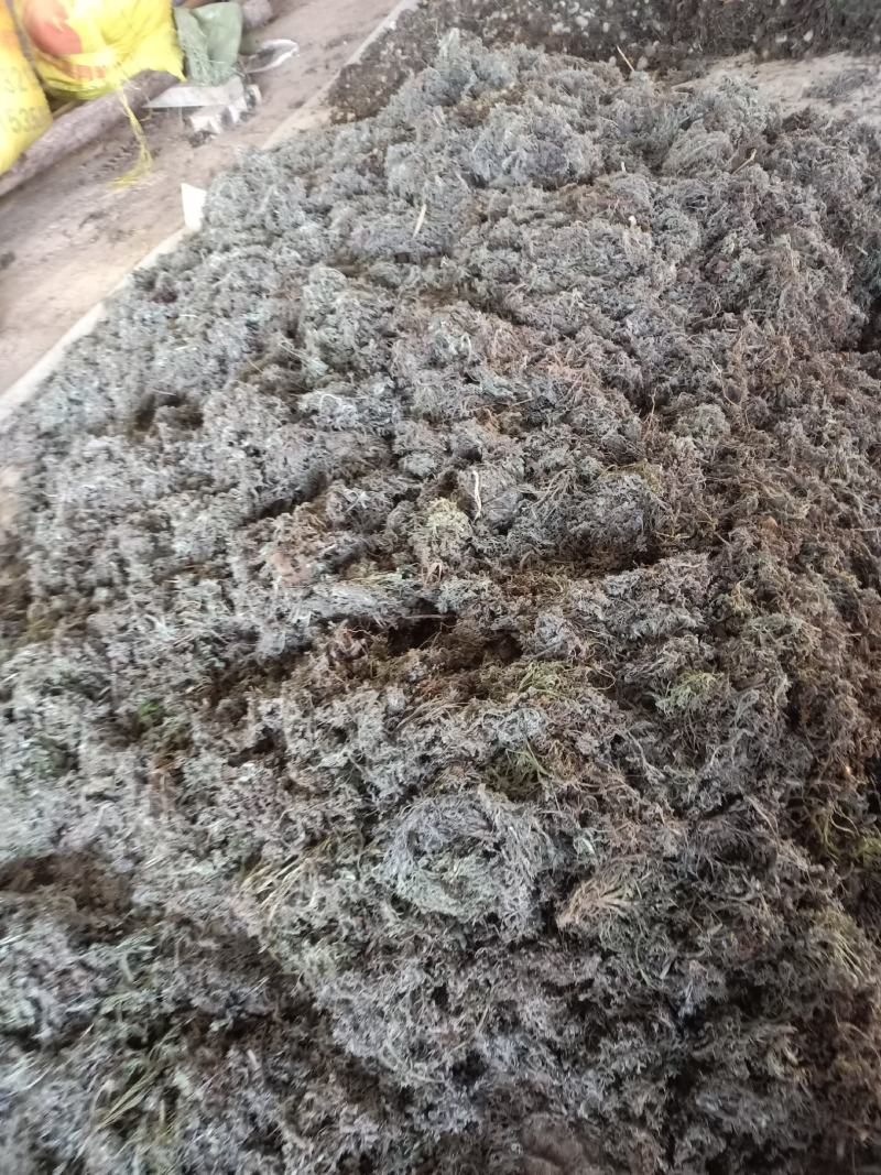 野生蒲公英，茵陈千货
