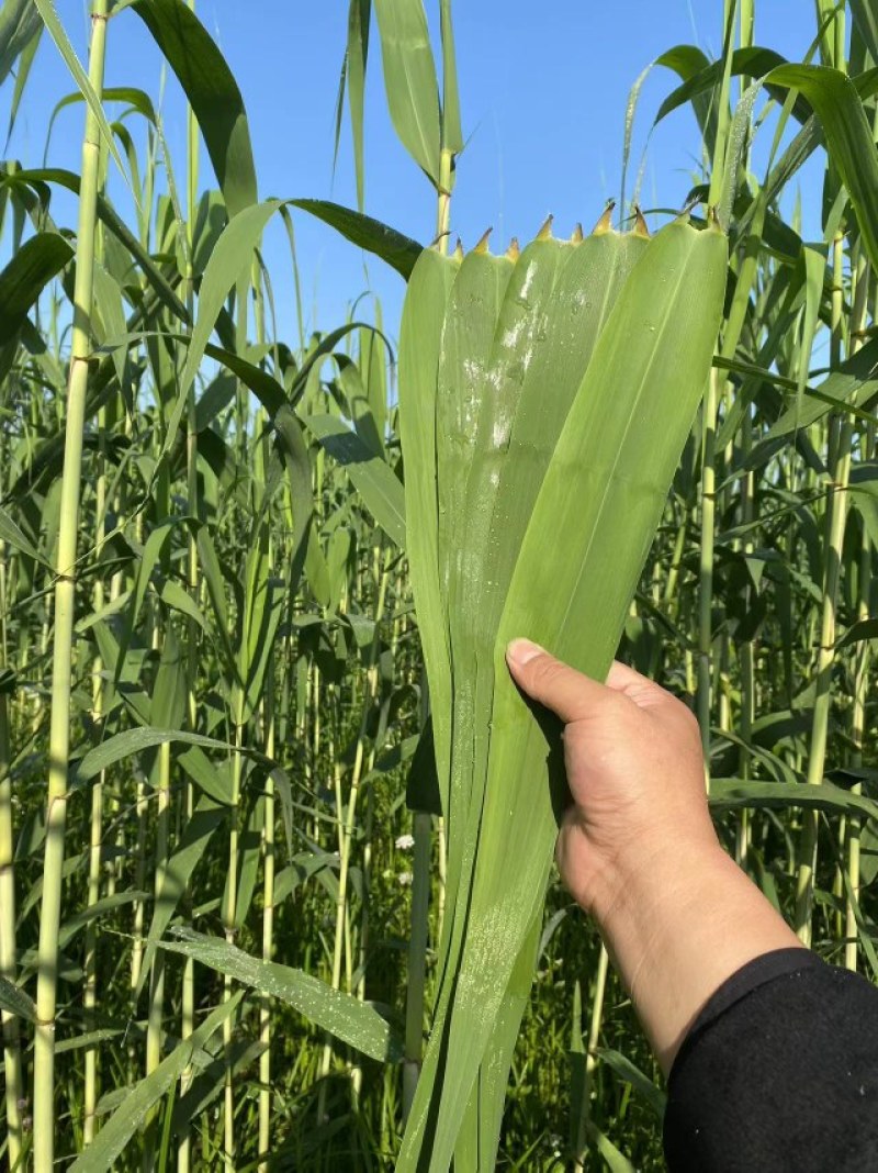 最后亏处理一天洞庭湖天然芦苇叶野生芦苇叶特殊香气