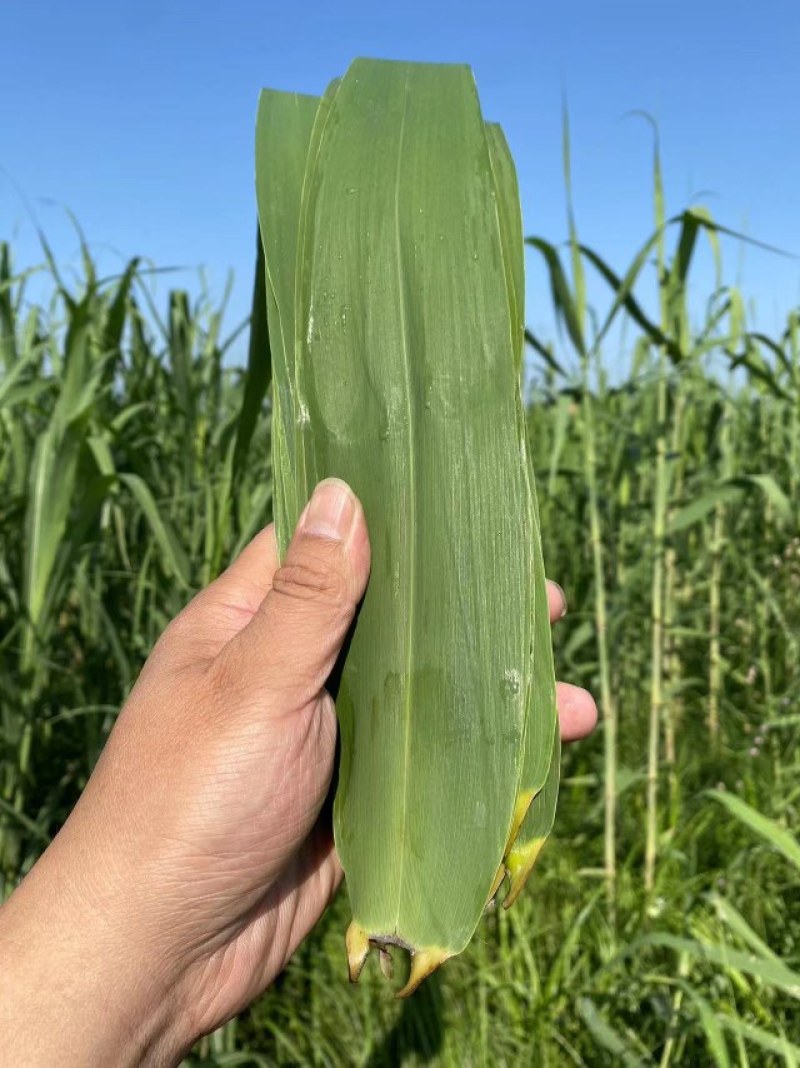 最后亏处理一天洞庭湖天然芦苇叶野生芦苇叶特殊香气