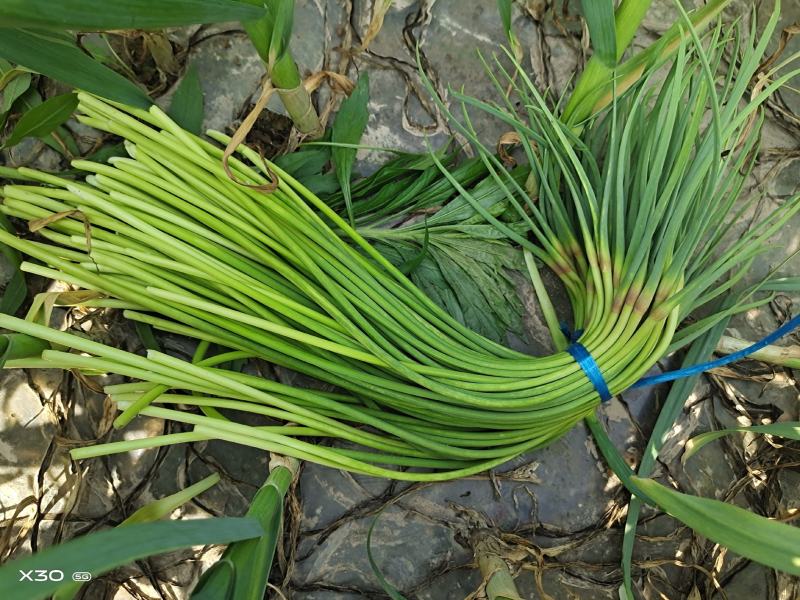 金乡蒜苔26蒜苔基地直发一手货源实力保证全国发货欢迎下单