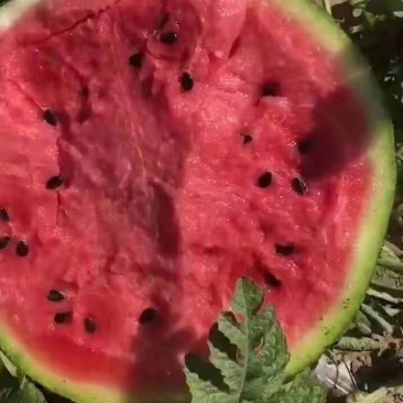 西瓜