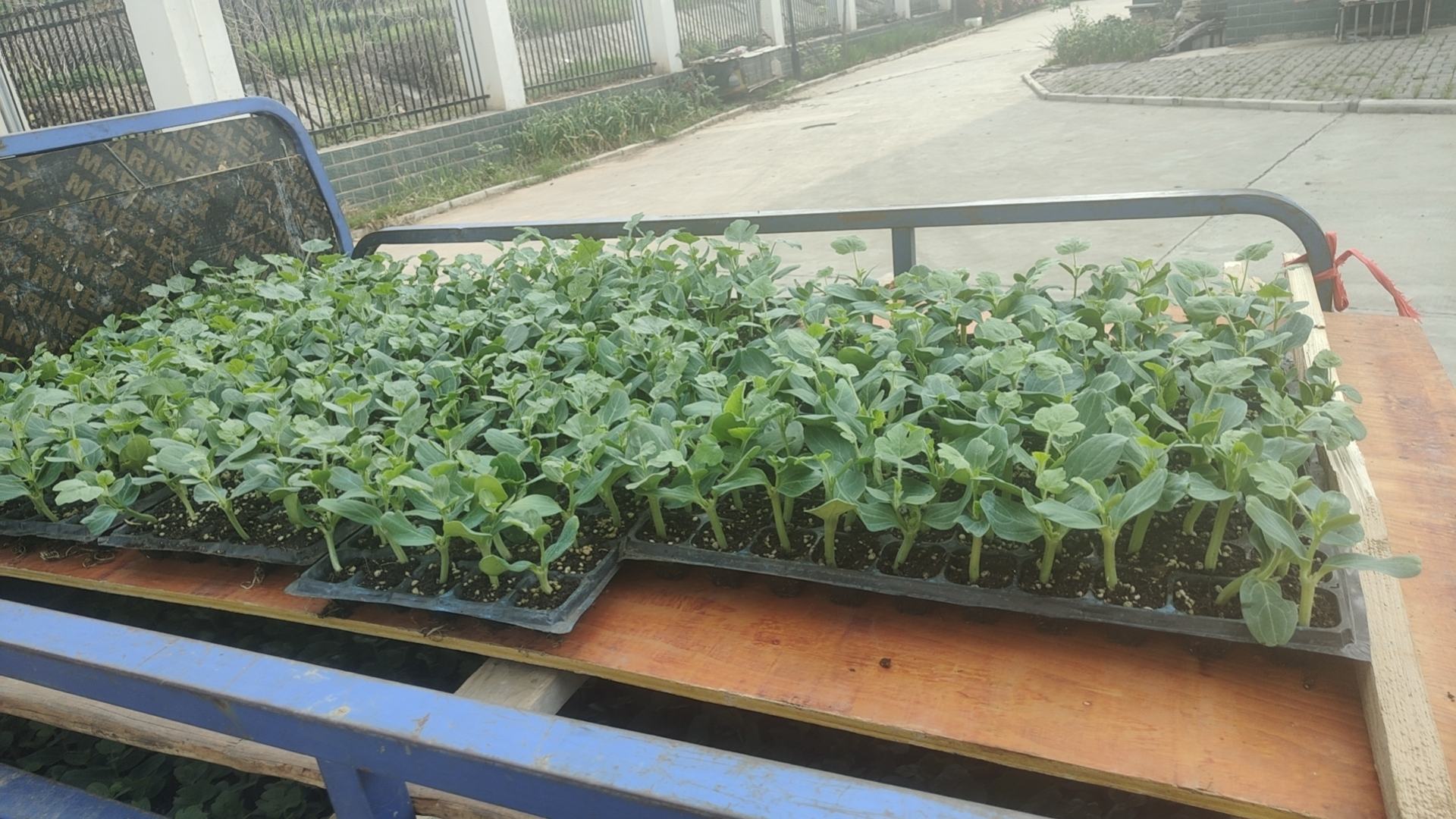 图示红薯植株三维结构,左侧为地上部,清晰标出红色箭头指向的嫩梢采摘区(长约12cm,带2–3片未展平幼叶),黄色高亮区为中上部深绿色成熟功能叶(叶长15–20cm,叶脉清晰),右侧土壤剖面显示膨大中的纺锤形块根,根颈处有明显分生组织环 红薯植株结构示意图:标注顶端嫩梢(可采)、中上部功能叶(不可采)、地下块根(结薯部位)