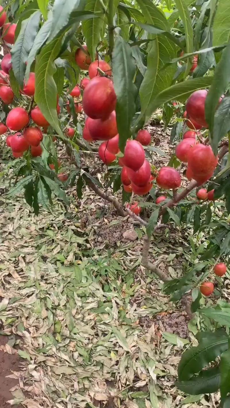 河北省唐山市乐亭县棚油桃毛桃大量上市。欢迎有需要的老板