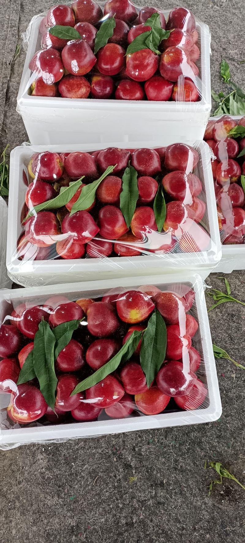 山东大棚油桃产地供应中油4号黄油，品质好颜色亮
