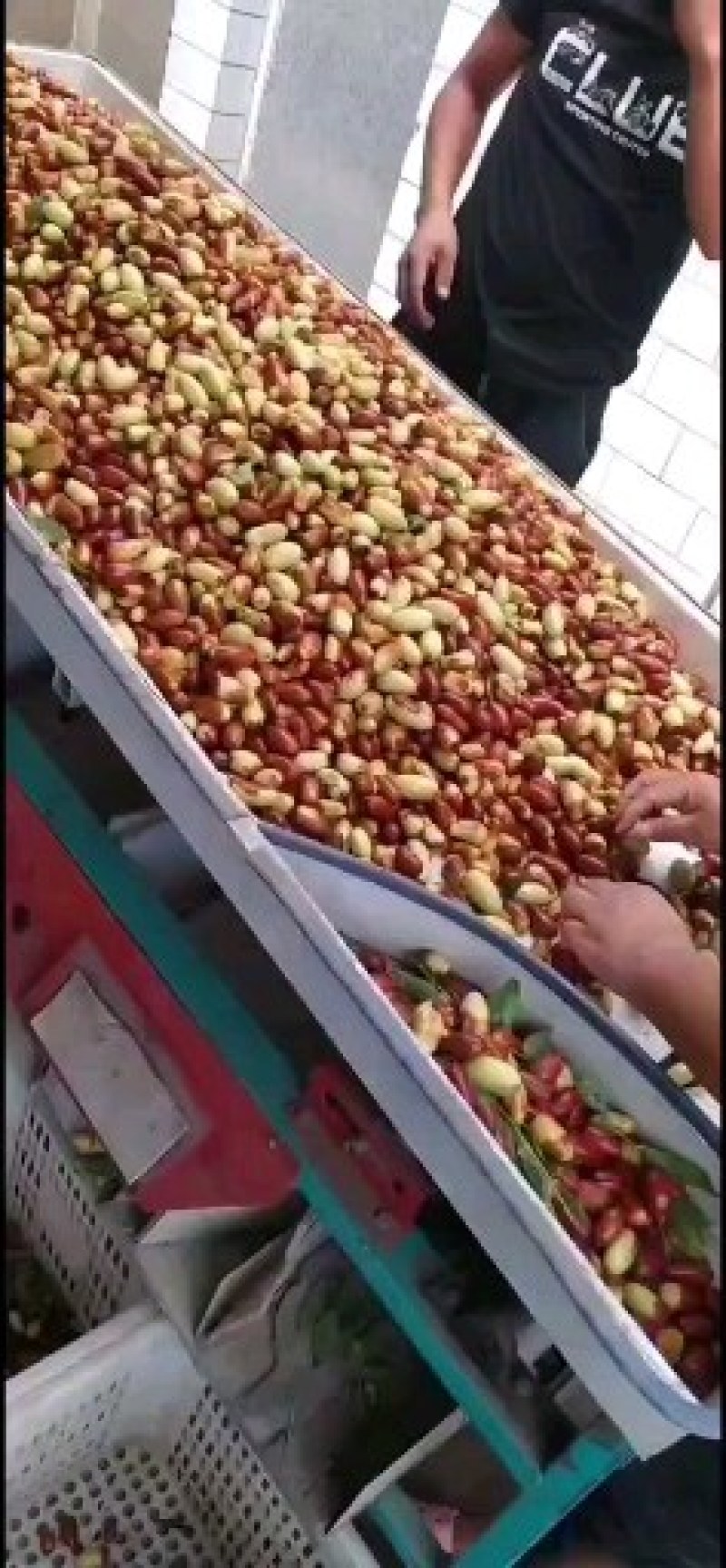 马牙栆，山坡地生涨的，自然熟，产地直发现摘现发