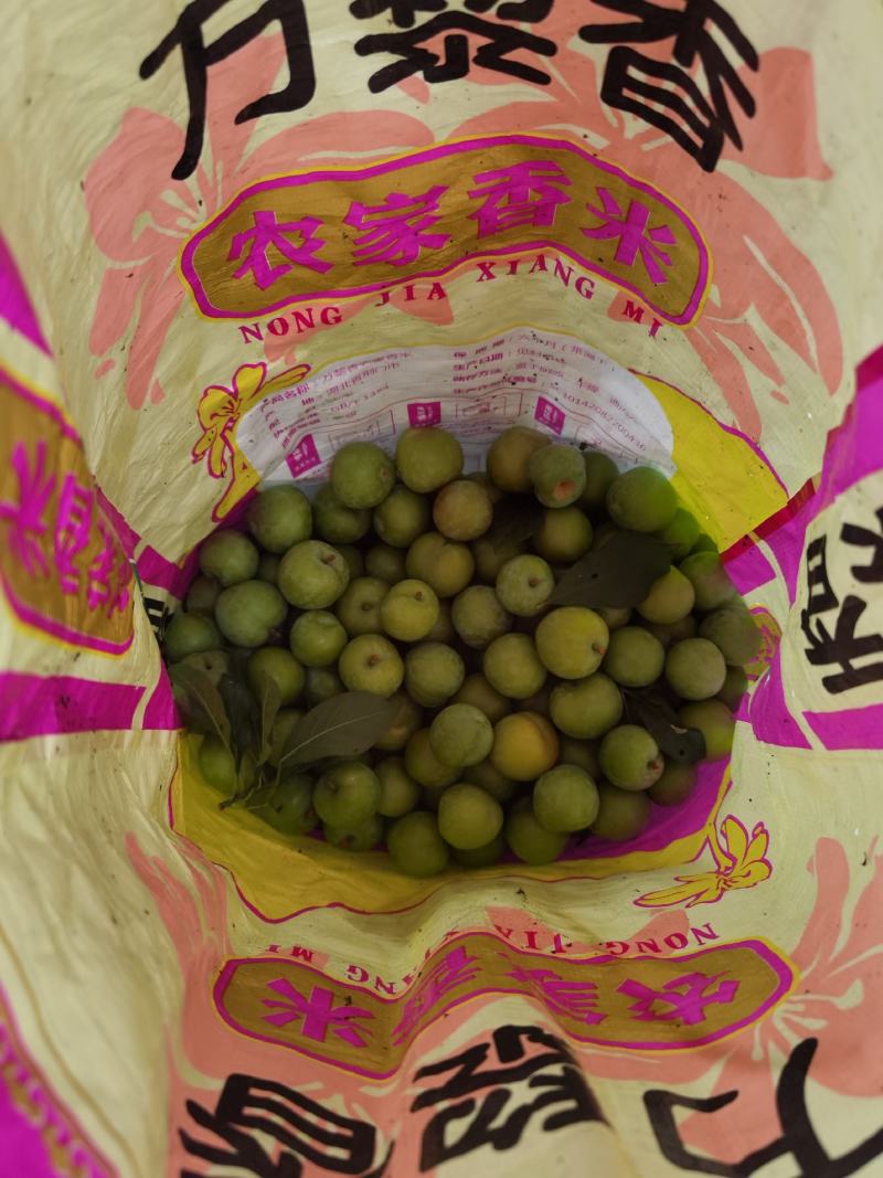大量现货三华李10元每斤
