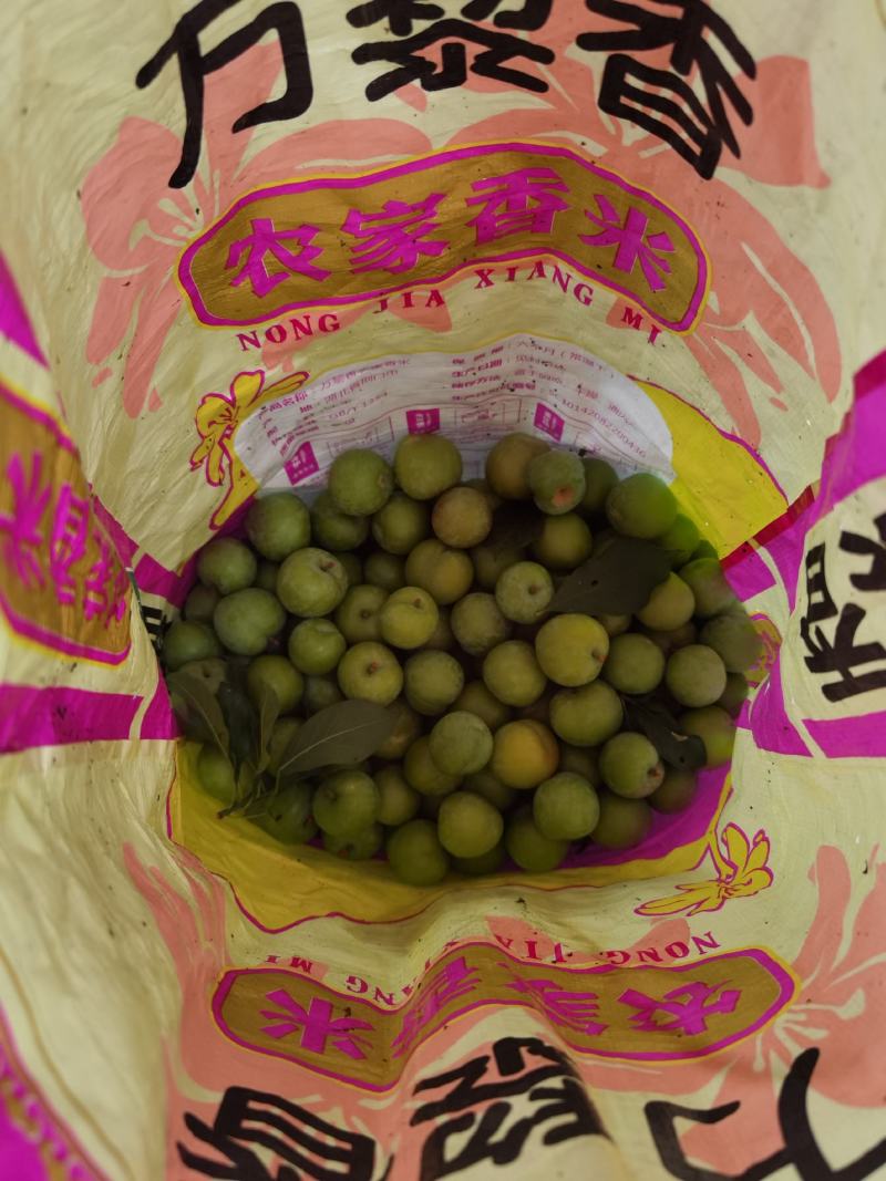 大量现货三华李10元每斤