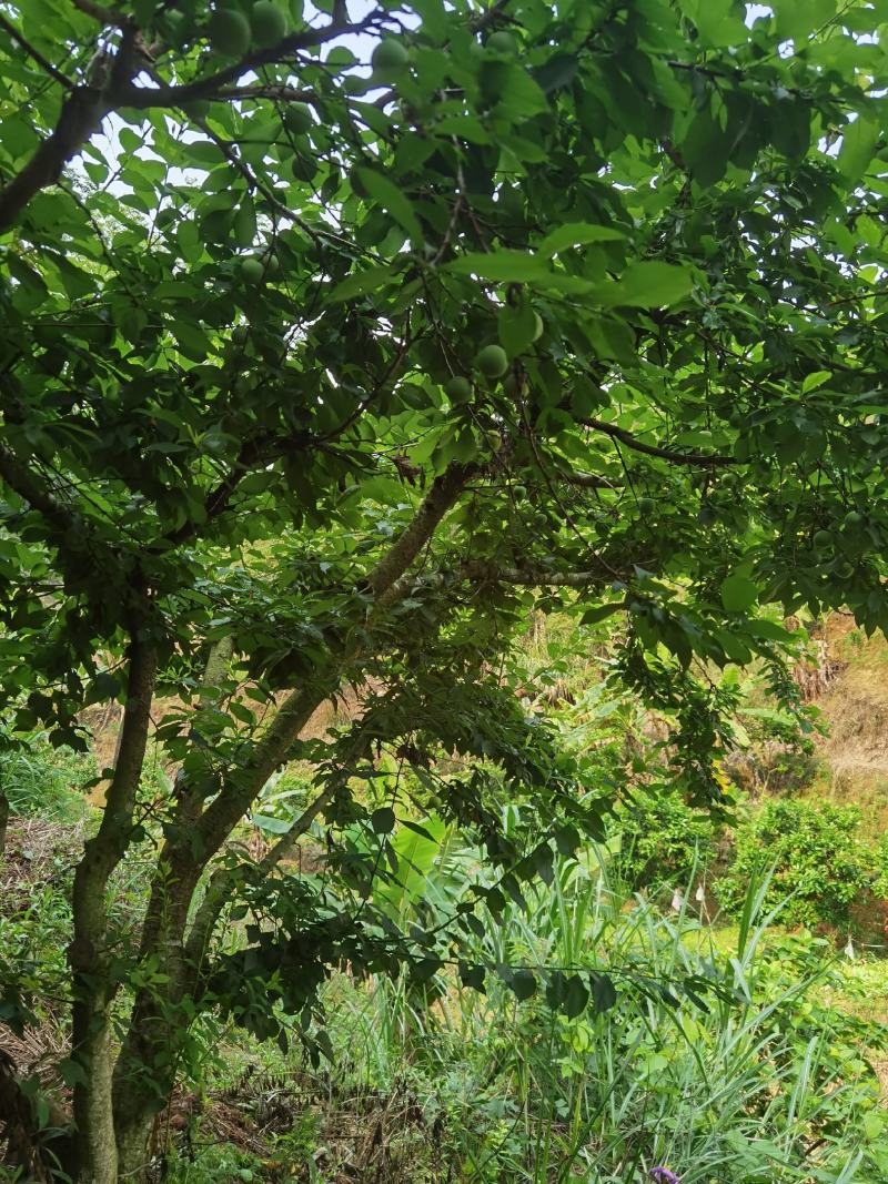 大量现货三华李10元每斤