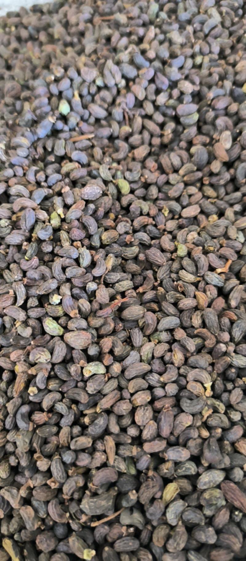女贞子腰果女贞子大量批发质量保证量大从优