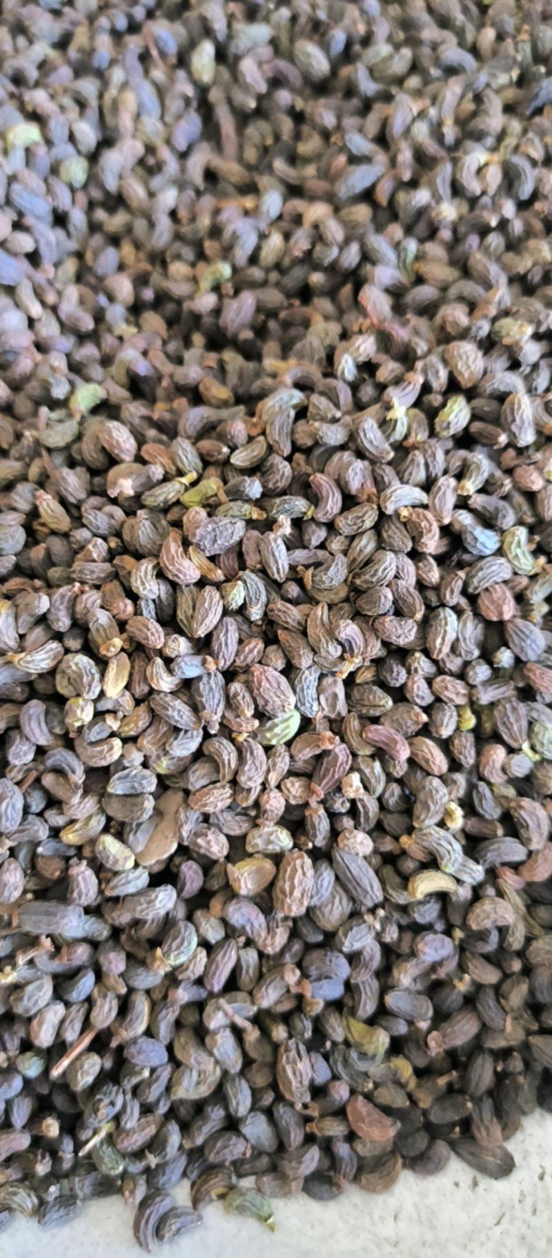 女贞子腰果女贞子大量批发质量保证量大从优