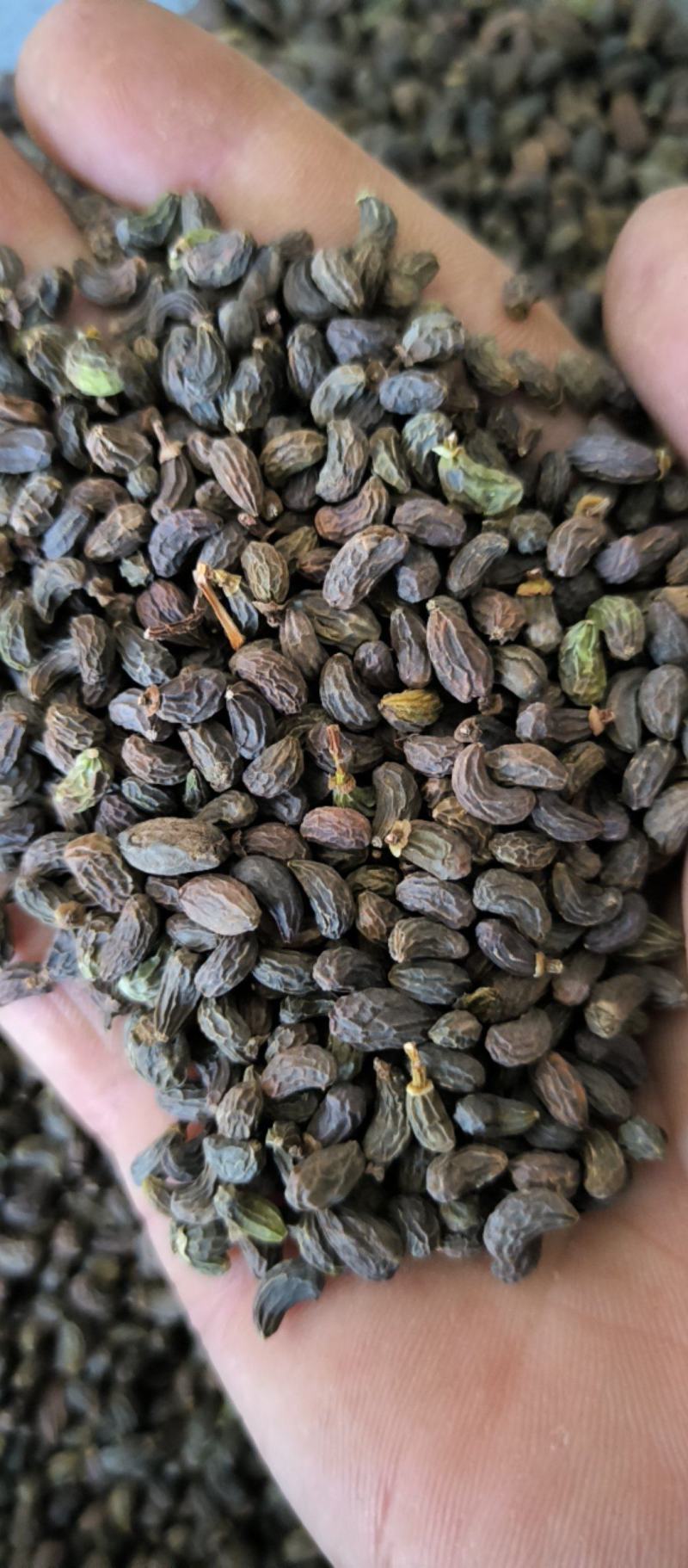 女贞子腰果女贞子大量批发质量保证量大从优