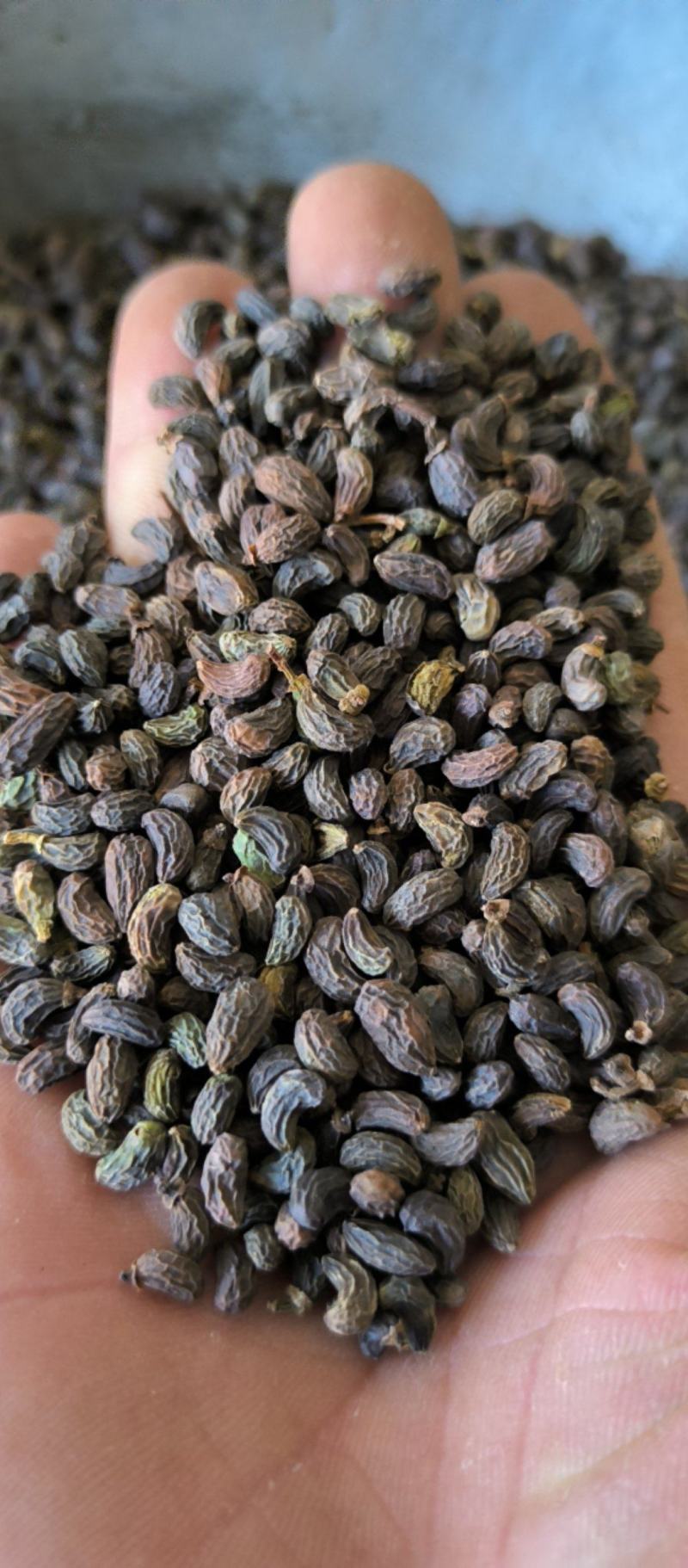 女贞子腰果女贞子大量批发质量保证量大从优