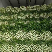 精品芹菜