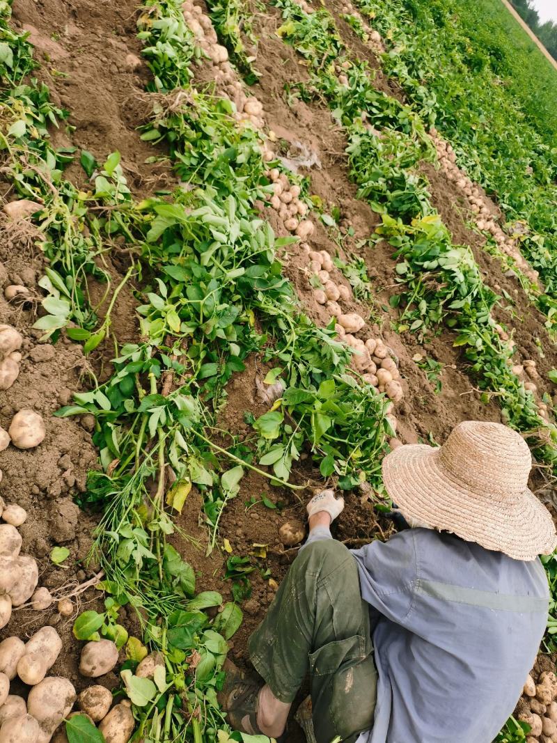 湖北天门黄心土豆口感好，沙土种植，表皮光滑全国代发