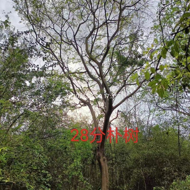 乌桕