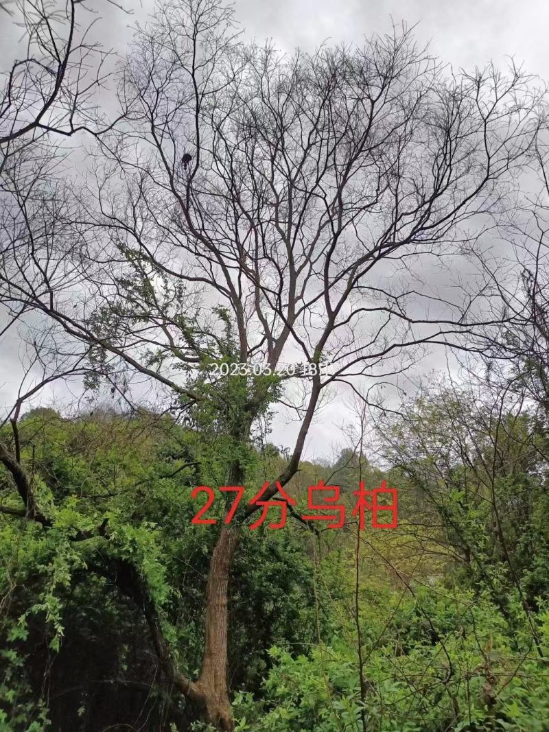 乌桕