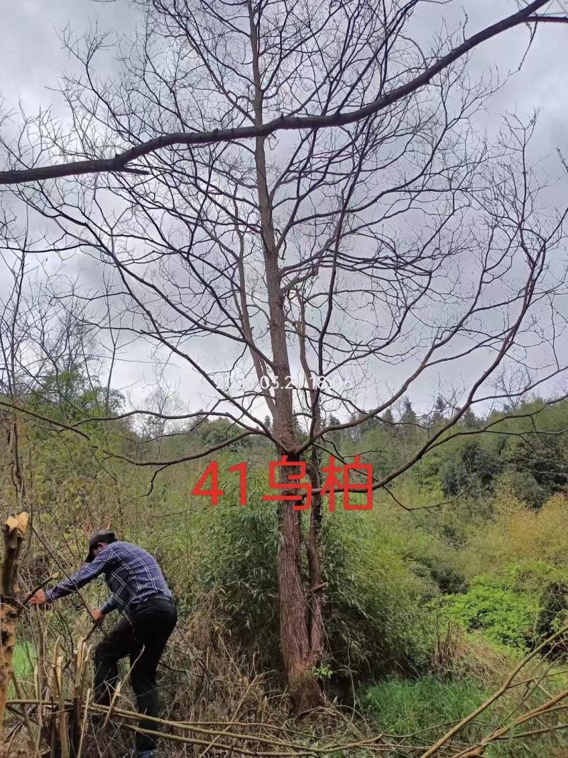 乌桕