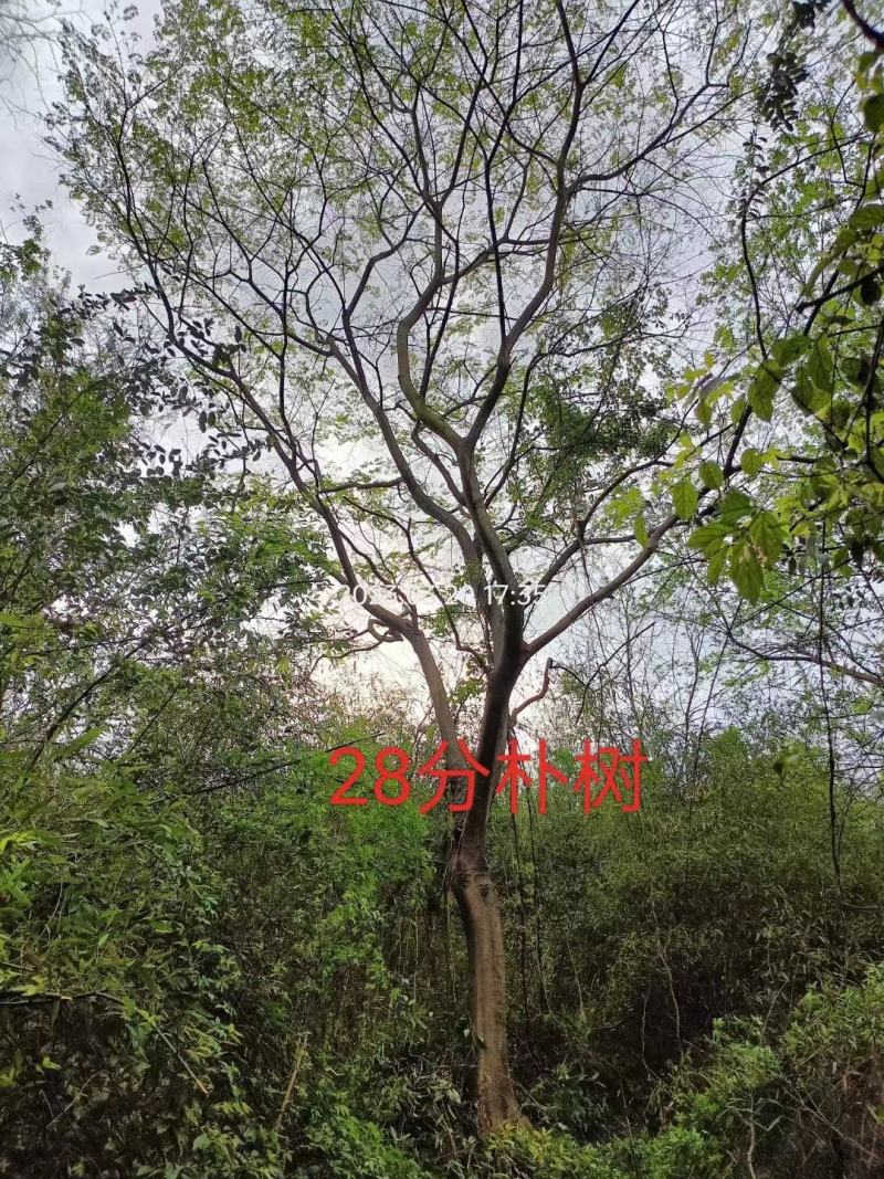 乌桕