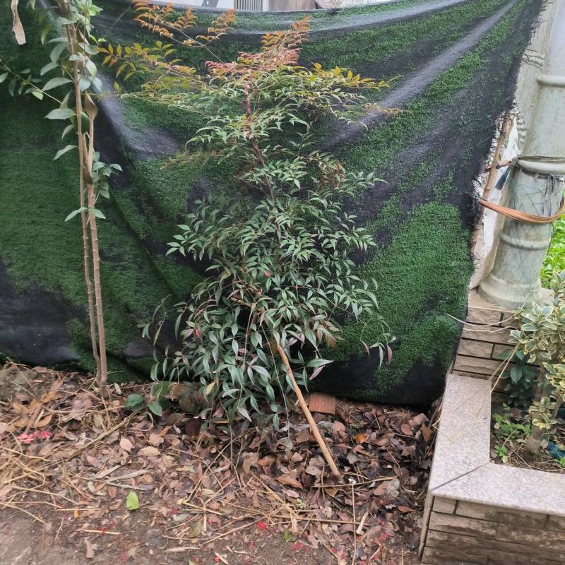 [推荐]江苏常州南天竹种苗基地种植可实地考察