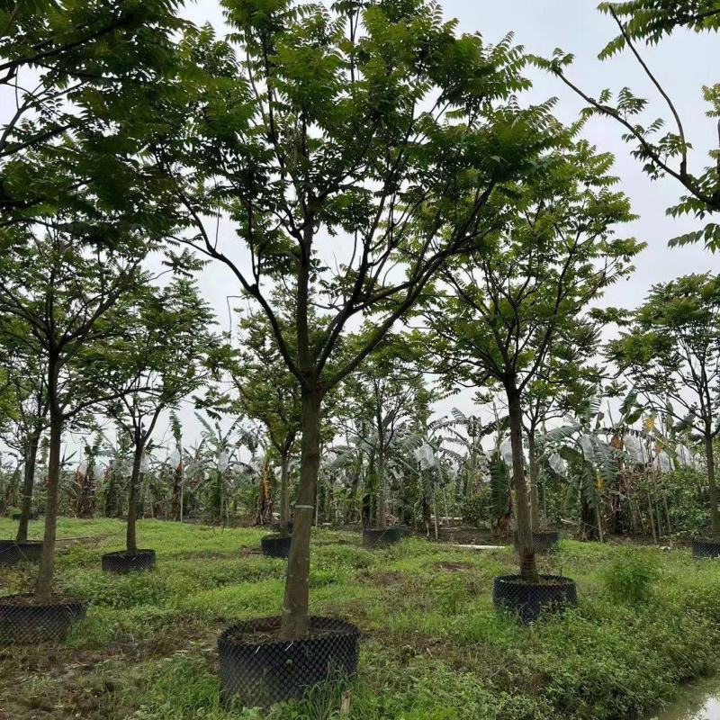 14公分麻楝地苗，袋苗