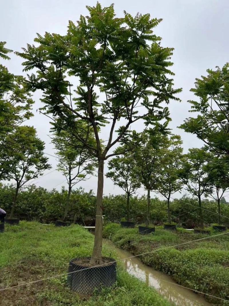 14公分麻楝地苗，袋苗
