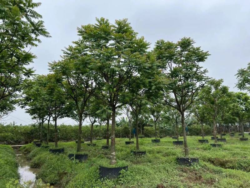 14公分麻楝地苗，袋苗