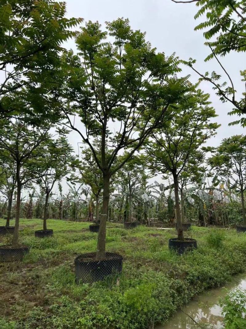 14公分麻楝地苗，袋苗