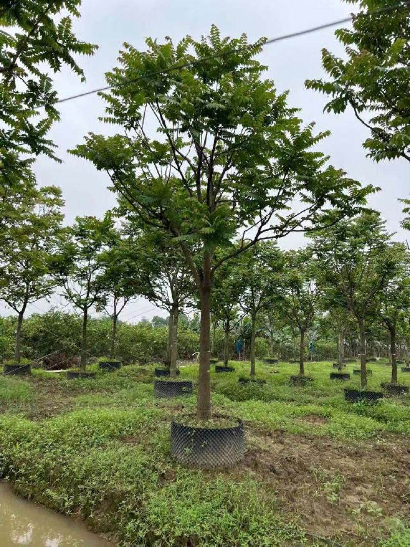 14公分麻楝地苗，袋苗