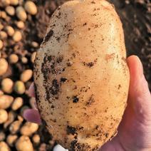 汉中土豆3量起步，沃土，货量庞大，产地代收