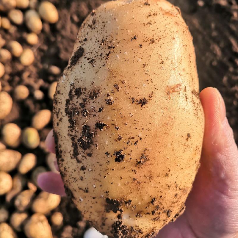 汉中土豆3量起步，沃土，货量庞大，产地代收代发