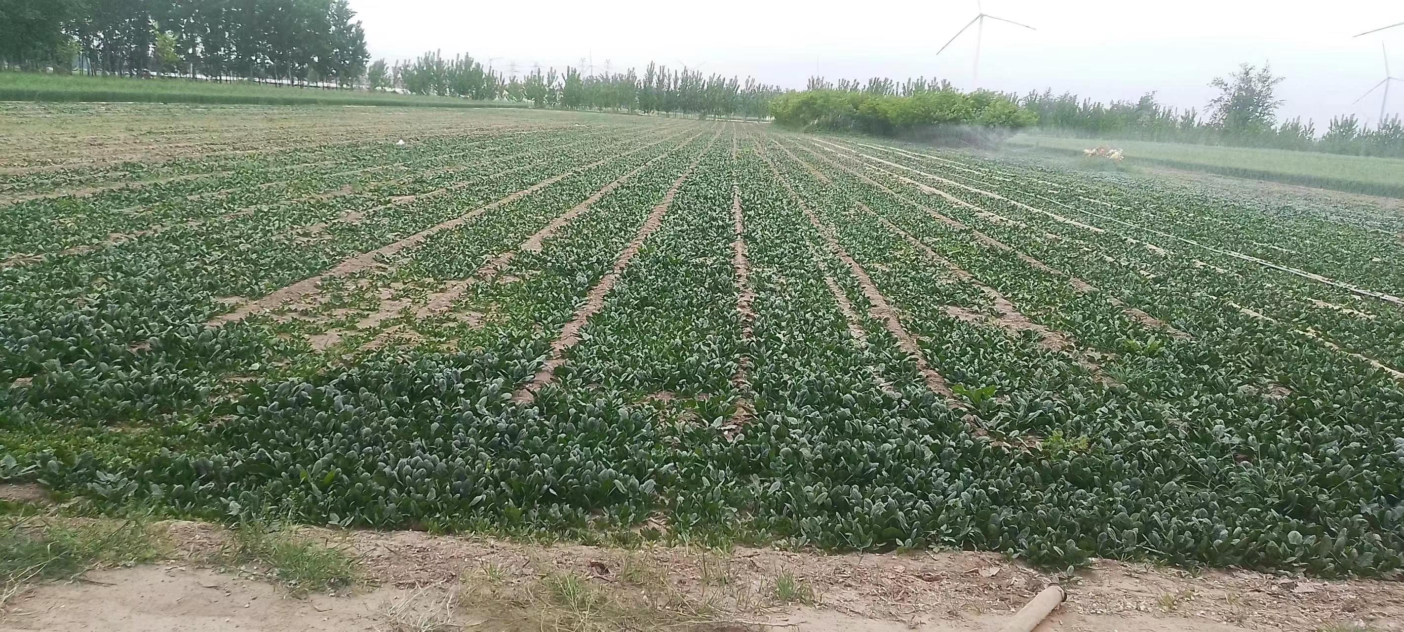大叶菠菜田间生长实景