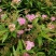 粉花绣线菊高度40公分冠幅20公分落叶观花，观叶灌木。