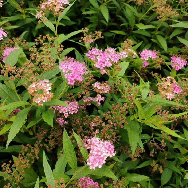 粉花绣线菊高度40公分冠幅20公分落叶观花，观叶灌木。