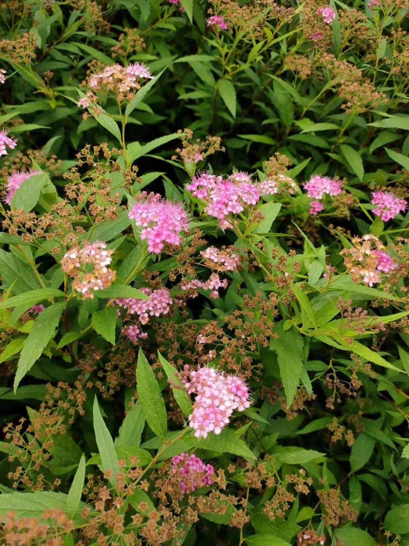 粉花绣线菊高度40公分冠幅20公分落叶观花，观叶灌木。