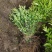 粉花绣线菊高度40公分冠幅20公分落叶观花，观叶灌木。