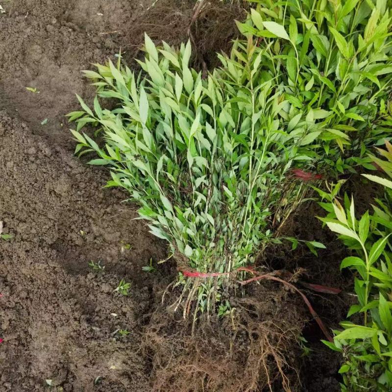粉花绣线菊高度40公分冠幅20公分落叶观花，观叶灌木。