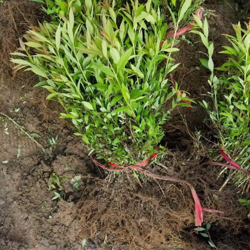 粉花绣线菊高度40公分冠幅20公分落叶观花，观叶灌木。