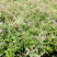 粉花绣线菊高度40公分冠幅20公分落叶观花，观叶灌木。