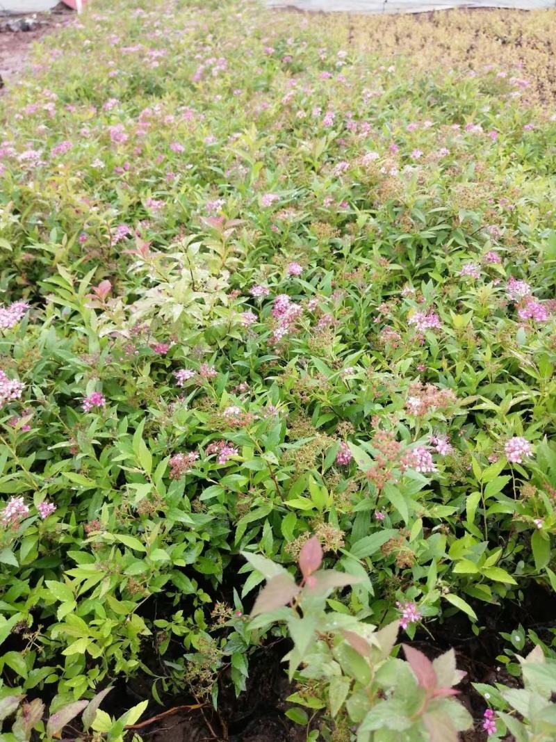 粉花绣线菊高度40公分冠幅20公分落叶观花，观叶灌木。