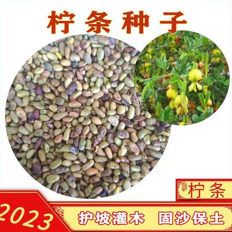 灌木种子柠条护坡灌木草籽锦鸡儿白柠条种籽固沙保土树种园林