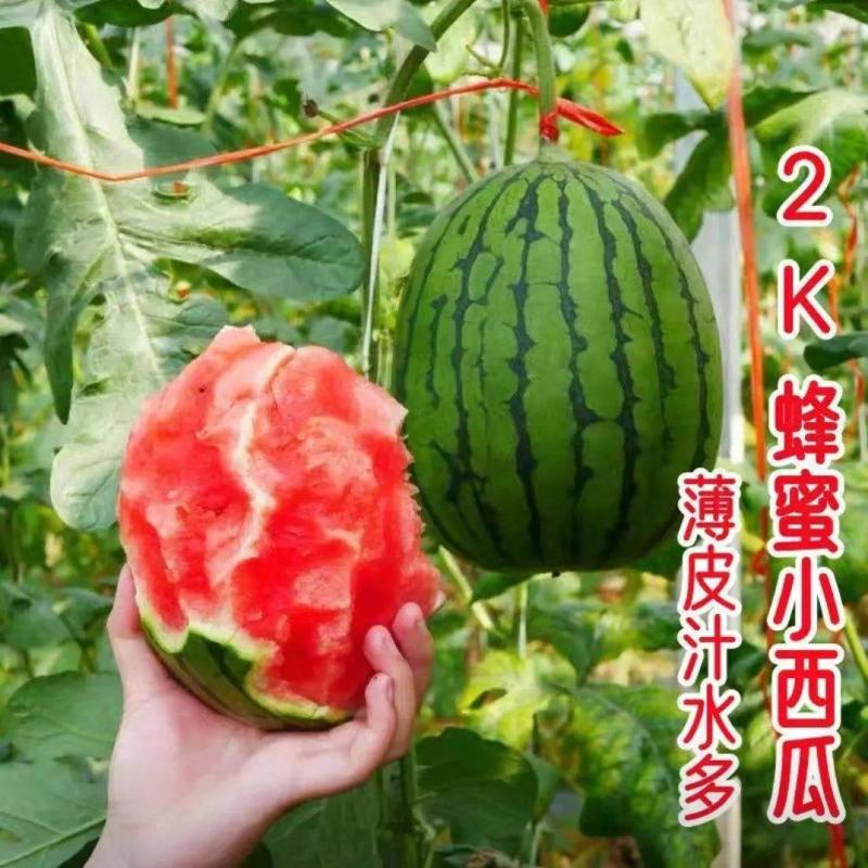全美2KL600冰糖子小糖丸西瓜皮薄汁甜产地发货