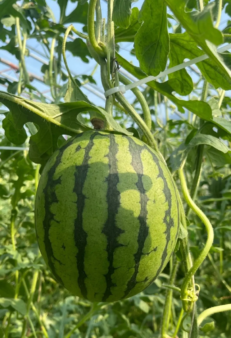 全美2KL600冰糖子小糖丸西瓜皮薄汁甜产地发货