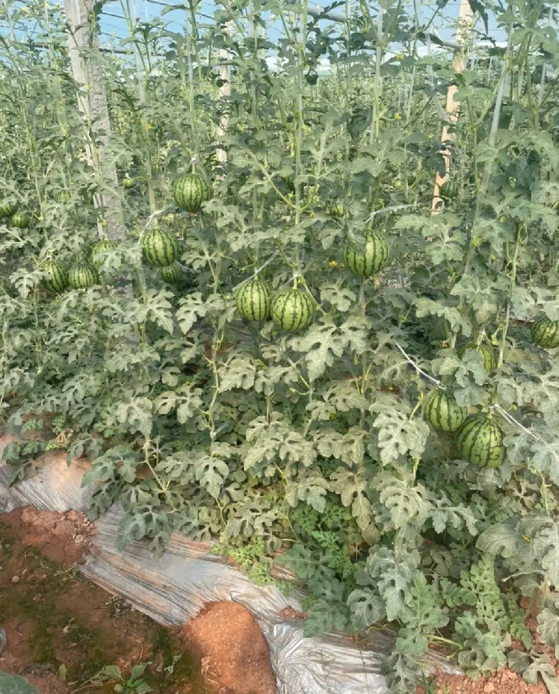 全美2KL600冰糖子小糖丸西瓜皮薄汁甜产地发货